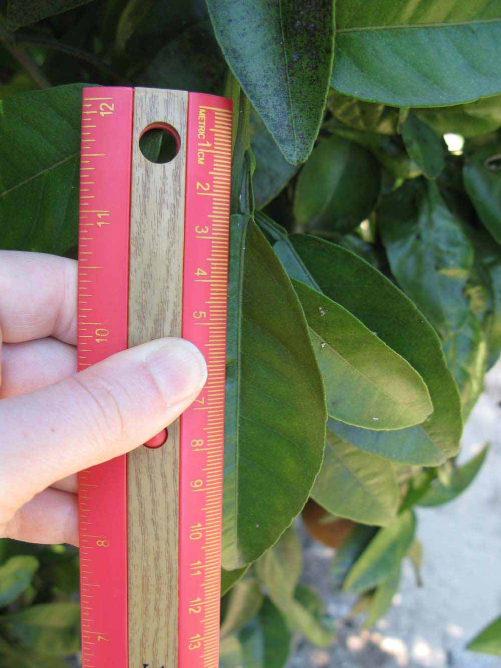                 Unifoliolate leaf (Winter Haven,   FL)   